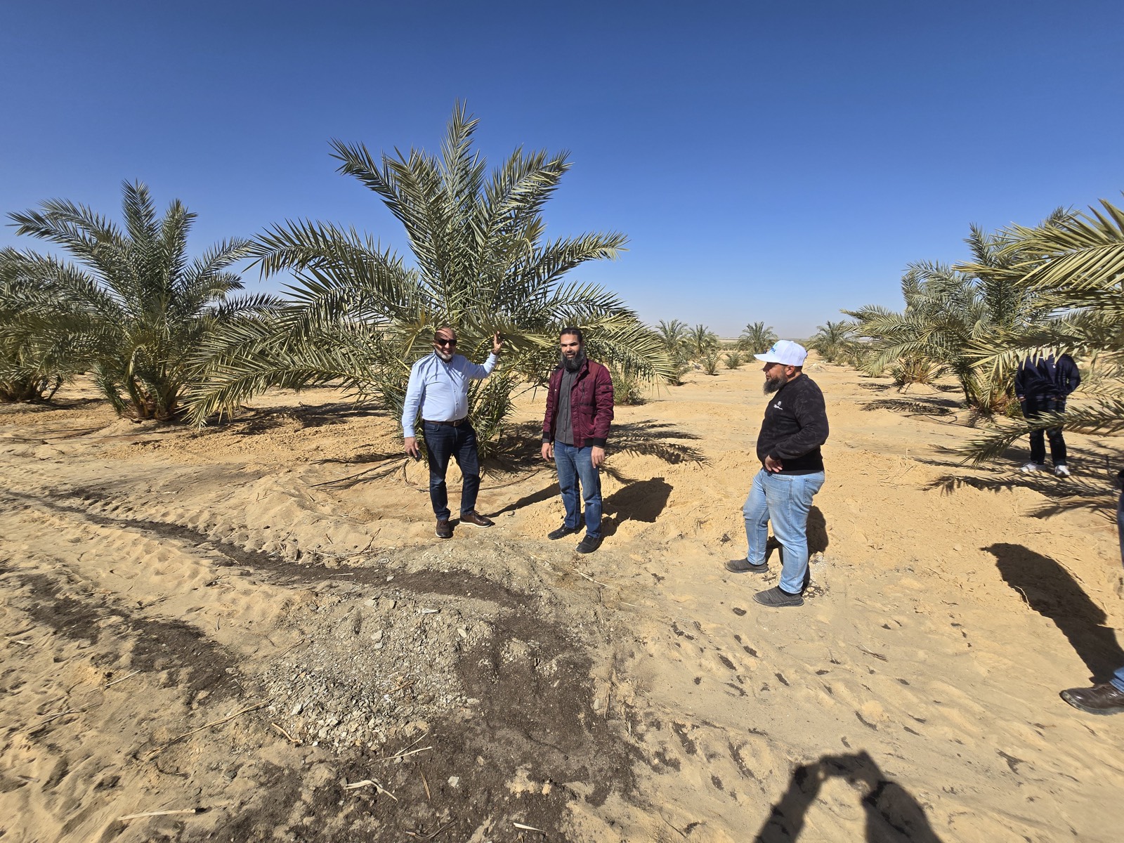 نخيل المجدول في مزرعة باسقات — واحة الفرافرة