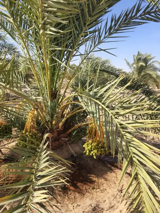 من أرض الواقع